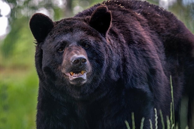Oude Amerikaanse zwarte beer Ursus americanus