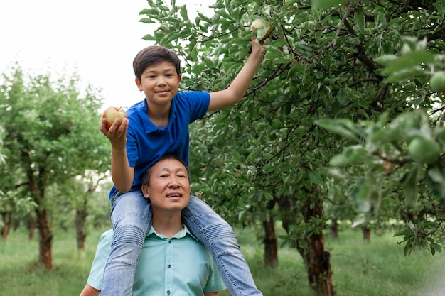 Oude Aziatische vader en zoon plukken rijpe appels in de tuin Koreaanse jongen met oudere vader plukken fruit