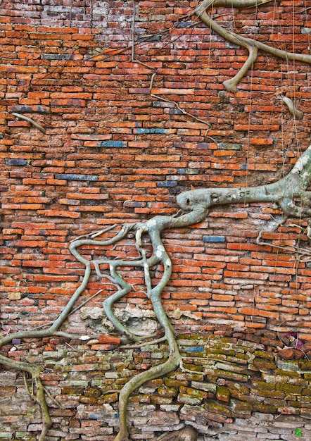 Oude bakstenen muur en boomwortels