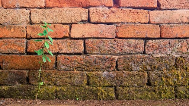 Oude bakstenen muur met mos en jonge plant