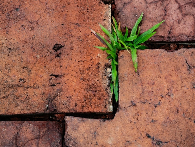 Oude bakstenen muur met mos en jonge plant