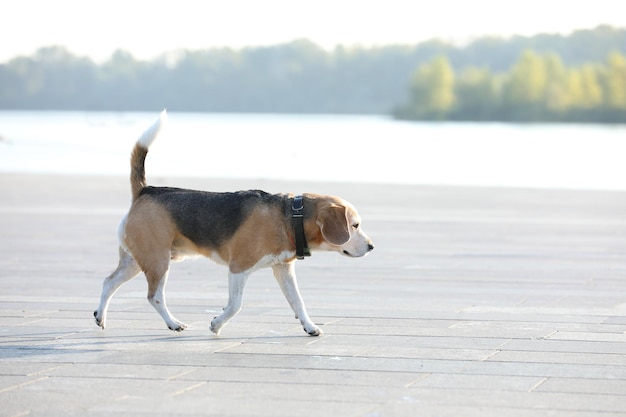 Oude beagle hond wandelen in tha park in de zomer tijd