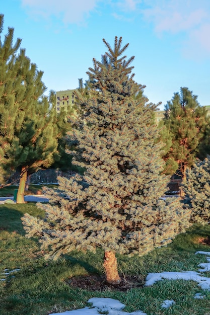 Oude blauwe spar in het stadspark