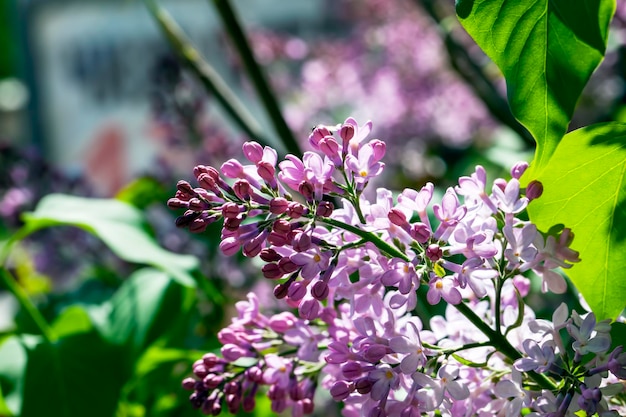 Oude bloeiende lila bloemen in het voorjaar