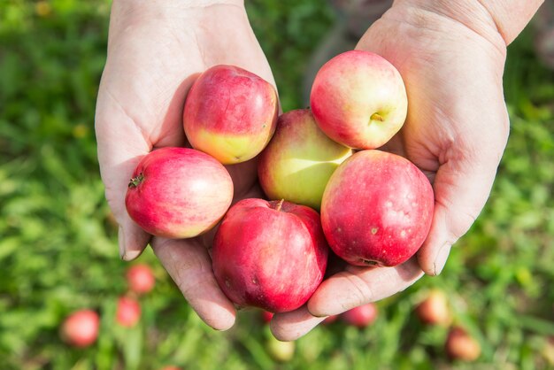 Oude boerenhanden met vers geoogste appelsclose-up