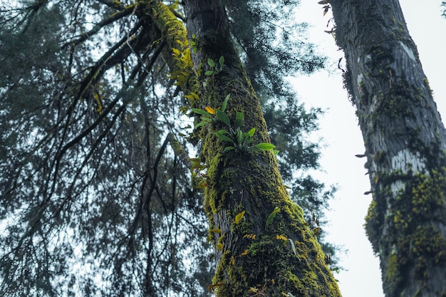 Oude bomen en mos in het regenwoud, mos op boom