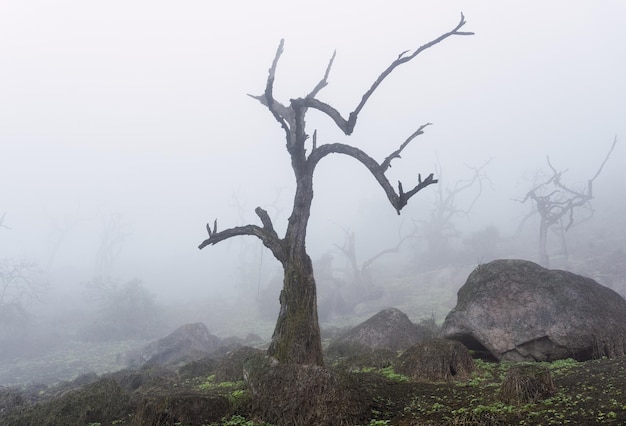 Oude bomen, grote rotsen en groene planten in mistige dag in National Reserve Lomas de Lachay, Lima Peru