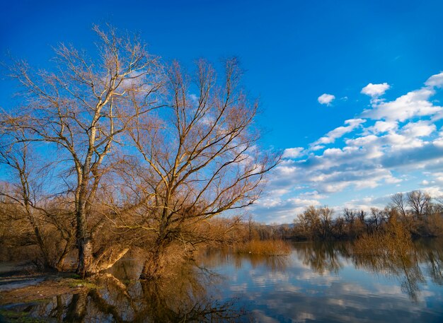 Oude boom aan het water in de winter