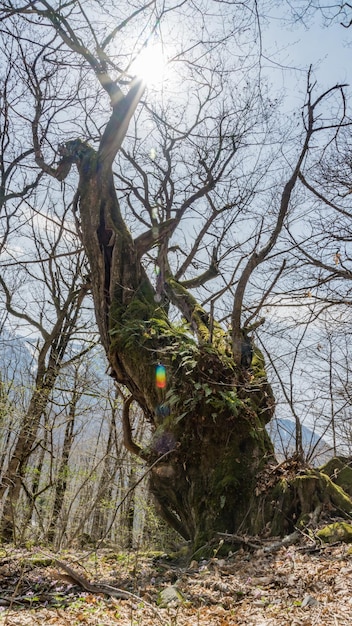 Oude boom bedekt met mos in het bos van Sochi. Zonneschijn op de achtergrond. Rusland.