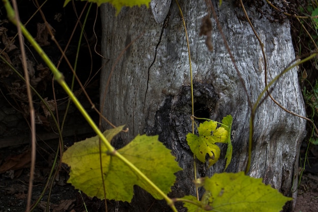 Oude boom gat in focus