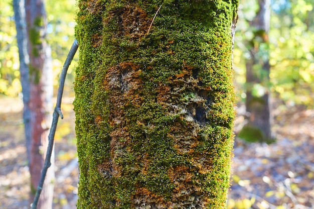Oude boom in het bos met het uitbreiden van het mos op de boomstam.