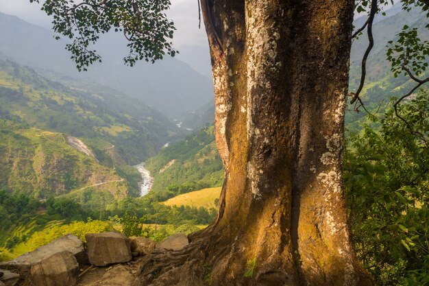 Oude boom in Nepal