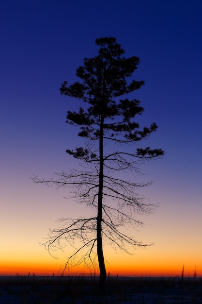 Oude boom tegen de hemel met zonsondergang.