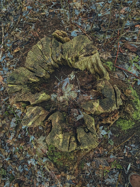 Oude boomstomp met mos in het bos Bovenbeeld Gekleurd