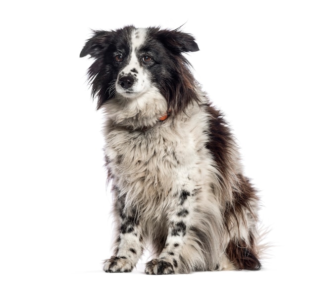 Oude Border Collie, 11 jaar oud, zit op witte achtergrond