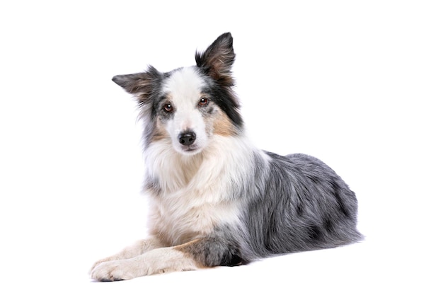 Oude border collie hond