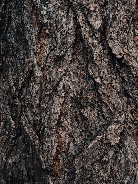 Foto oude bruine gebarsten houten schors boomstam natuurlijk patroon oppervlak van popelboom schors natuurlijk decor voor de presentatie van natuurlijke cosmetica of parfum abstracte donkere natuur achtergrond zachte focus