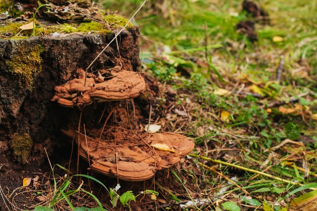 Oude bruine houten paddestoelen op stomp.