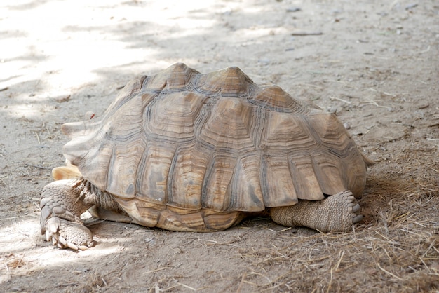 Oude bruine schildpad in de dierentuin