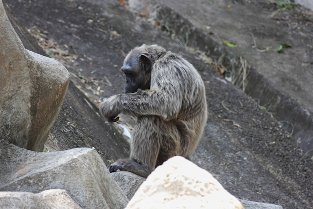 Oude chimpansee zit alleen op de rots.