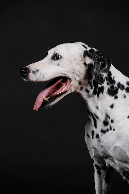 Oude Dalmatische hond, zonder komma's in de mond