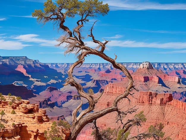 Oude dode boom bij Grand Canyon