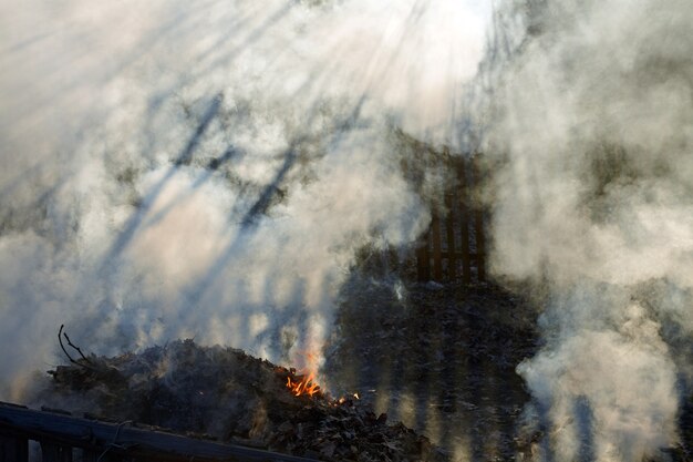 Oude droge bladeren worden verbrand.