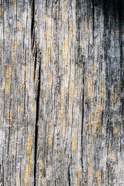 Oude droog verweerde planken bedekt met korstmos