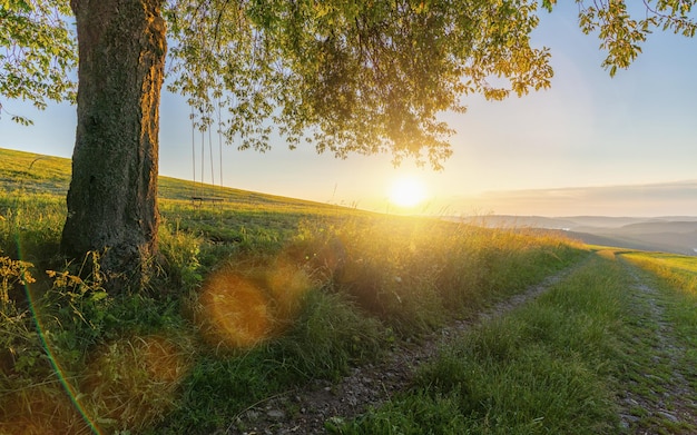 Oude eik met lege schommel bij zonsondergang