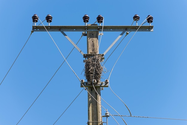 Oude energiepaal bewoond door vogels