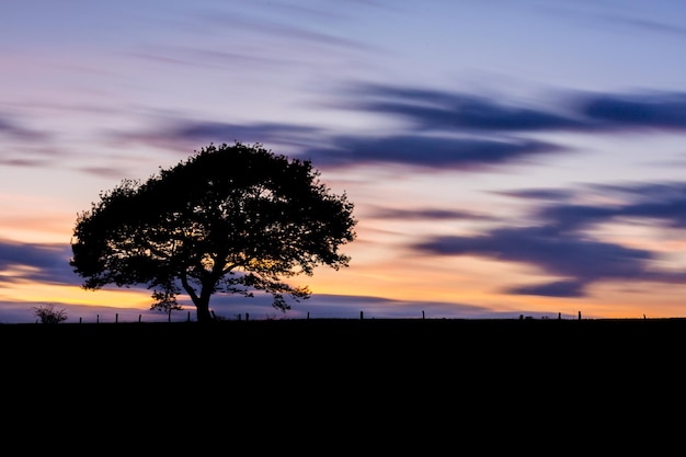 Oude enige boom op een heuvel bij zonsondergang blauw uur met kleurrijke oranje bewolkte hemel