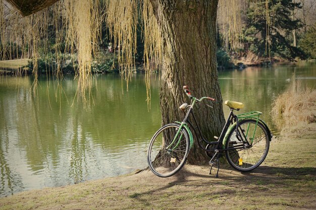 Oude fiets onder een boom