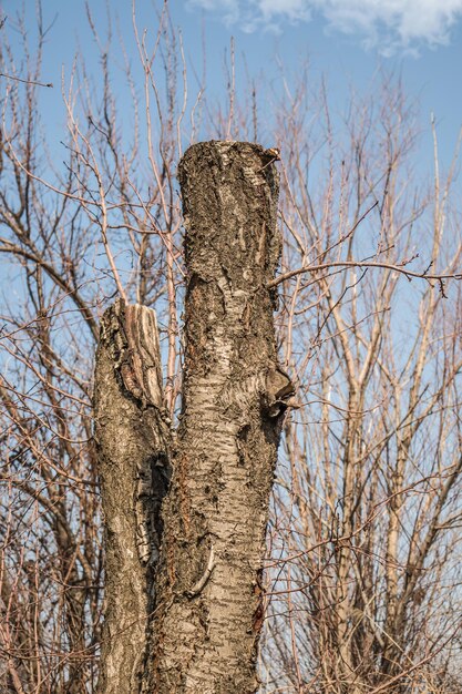 Oude gesneden fruitboomstam