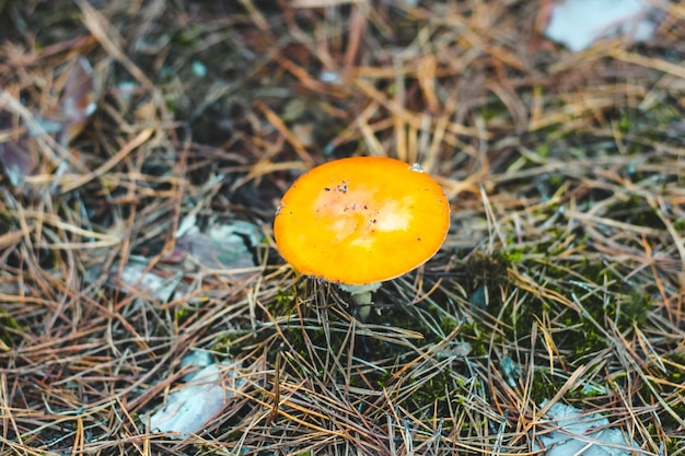 Oude giftige paddenstoel amanita met een oranje hoed in het bos