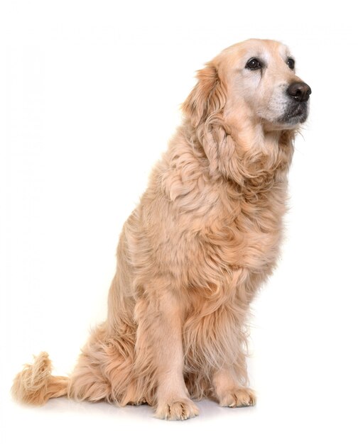 Oude gouden retriever