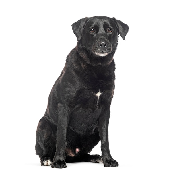 Oude grijzende zwarte Labrador retriever hond