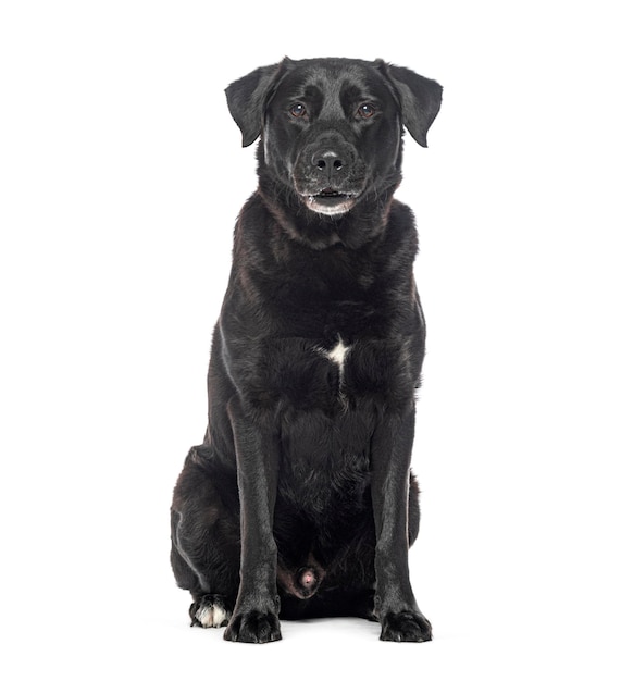 Oude grijzende zwarte Labrador retriever hond