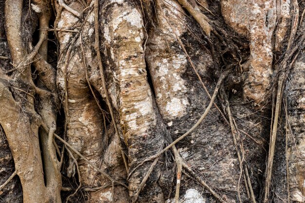 Oude grote banyan boomstam met wortels close-up shot