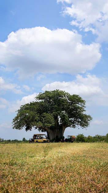 Oude grote baobabboom in de savanne.