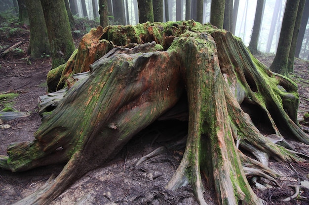 Oude Grote boom bij Alishan nationaal parkgebied in Taiwan