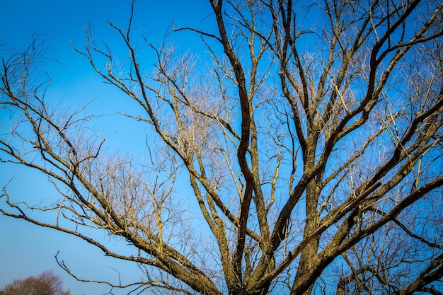 Oude grote boomtakken over duidelijke blauwe hemelachtergrond.