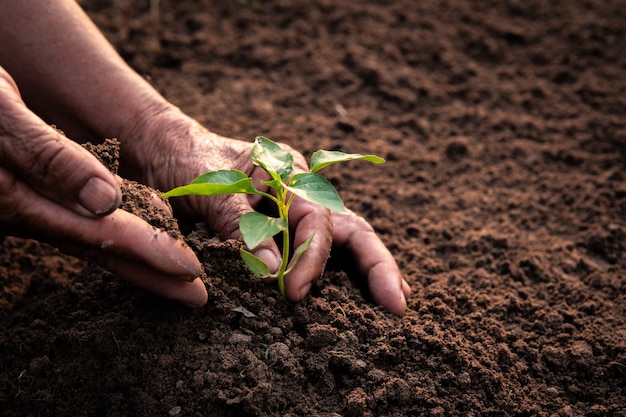 Oude hand aanplant spruit op de bodem.