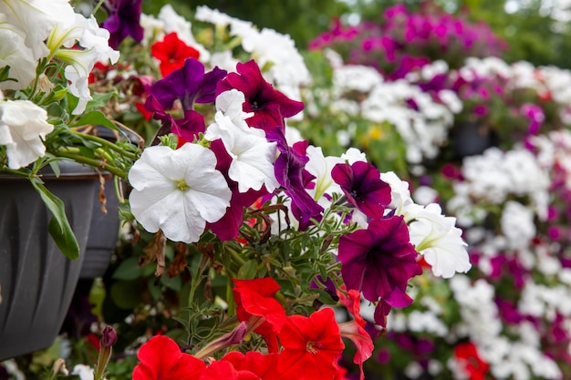 Oude herfstbloemen met beschadigingen en andere nadelen de laatste bloeiende planten in het herfstseizoen