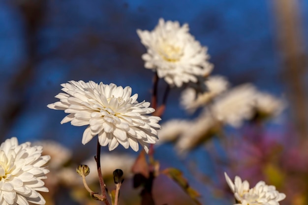 Oude herfstbloemen met beschadigingen en andere nadelen