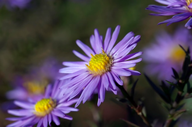 Oude herfstbloemen met beschadigingen en andere nadelen