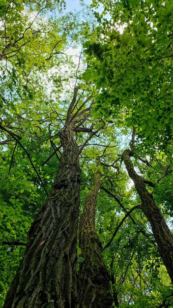 oude hoge bomen met groene bladeren in het bos