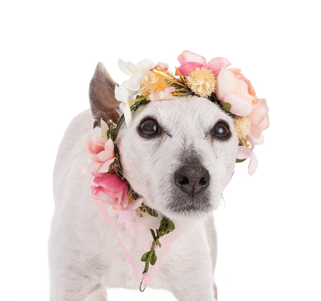 Oude hond jack russell hond met een bloemenkroon