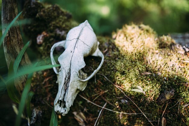 Foto oude hondenschedel en in het betoverde bos donkere mysterieuze sfeer