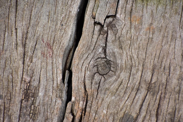 Oude hout ruwe oppervlakte textuur echte achtergrond