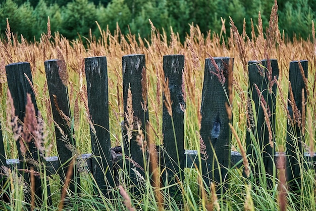 Oude houten omheining in hoog gras